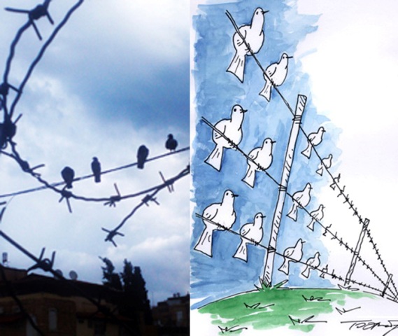 doves+.jpg